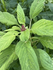 Amaranthus