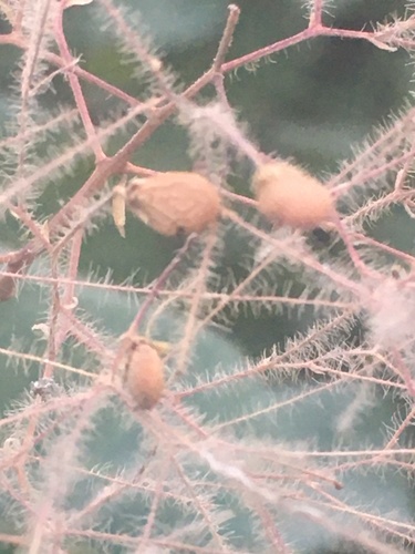 Cotinus coggygria