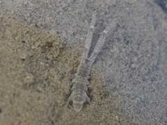 Corophium volutator