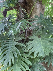 Thaumatophyllum bipinnatifidum