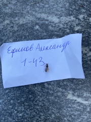 Lasius