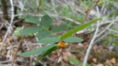 Phragmidium mucronatum