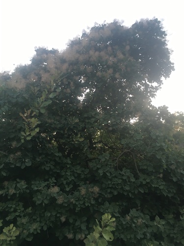 Cotinus coggygria