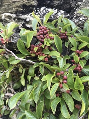 Rhamnus pumila