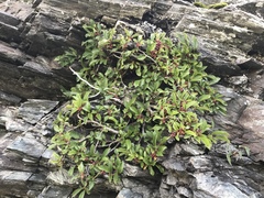 Rhamnus pumila