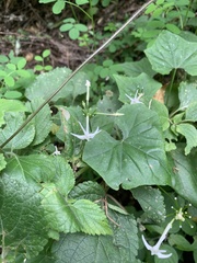 Rytidostylis gracilis