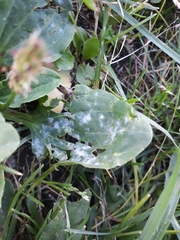 Podosphaera plantaginis