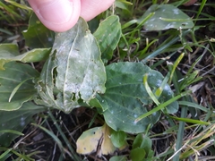 Podosphaera plantaginis