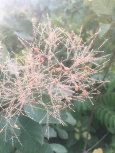 Cotinus coggygria