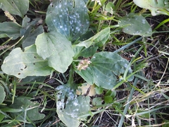 Podosphaera plantaginis