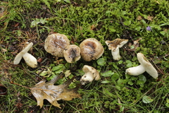 Russula insignis
