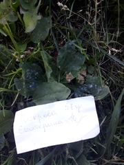 Podosphaera plantaginis