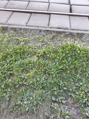 Podosphaera plantaginis