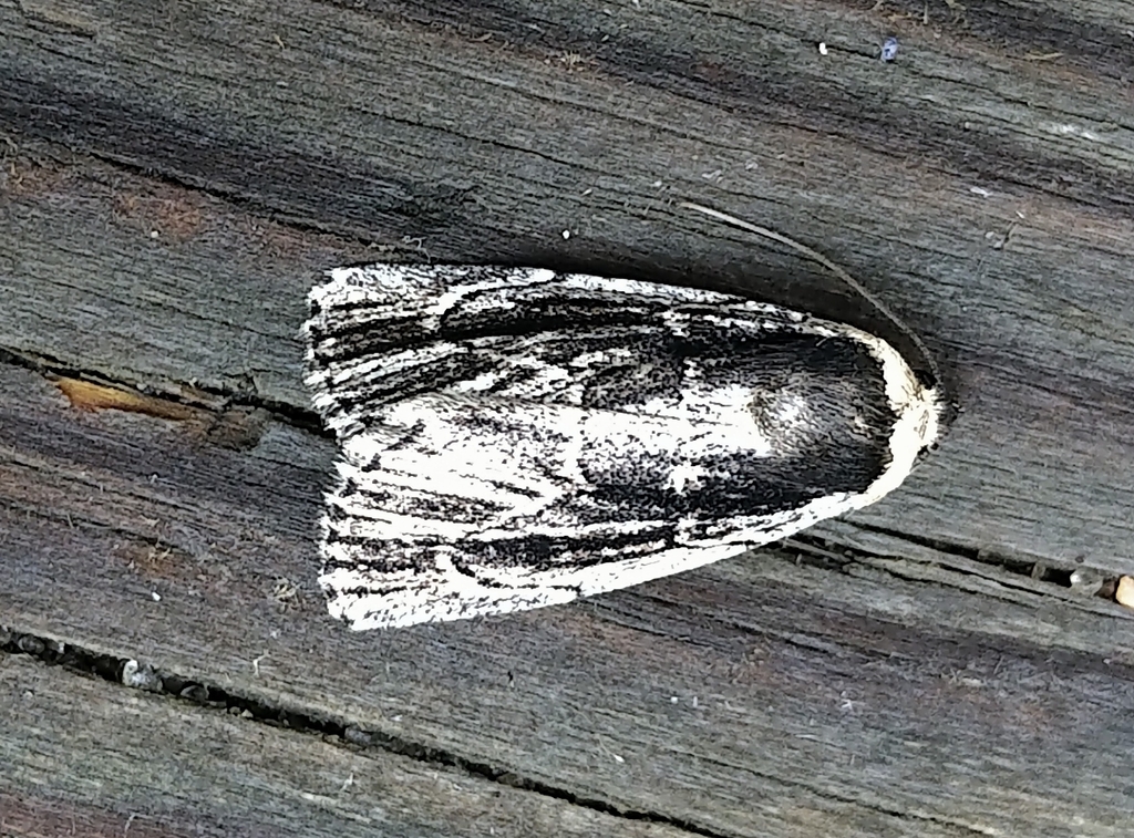 brown-lined sallow moth