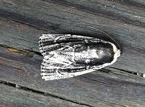 brown-lined sallow moth