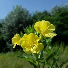Oenothera chicaginensis