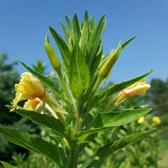 Oenothera chicaginensis