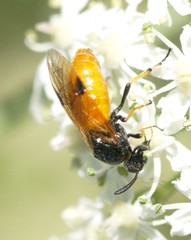 Arge cyanocrocea