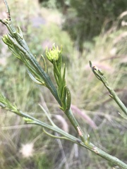 Bulbine alooides