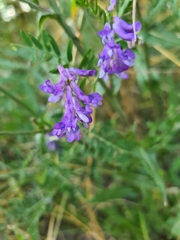 Vicia cracca