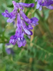 Vicia cracca
