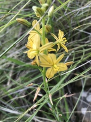 Bulbine alooides