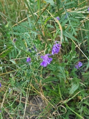Vicia cracca