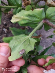 Dolycoris