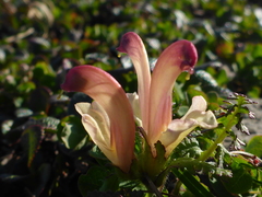 Pedicularis capitata