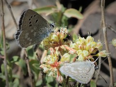 Icaricia icarioides albihalos