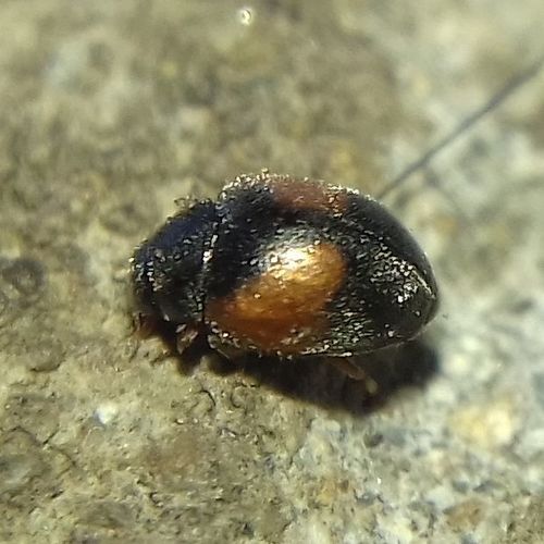 Red-flanked Scymnus, photo 2 of 10