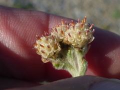 Antennaria friesiana
