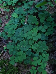 Oxalis acetosella