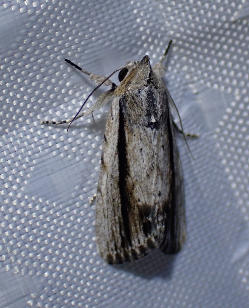 Catabenoides vitrinus