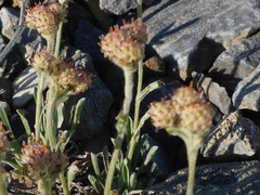 Antennaria friesiana