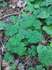 Oxalis acetosella