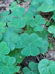 Oxalis acetosella