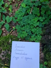 Oxalis acetosella