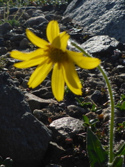 Arnica griscomii