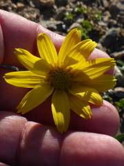 Arnica griscomii
