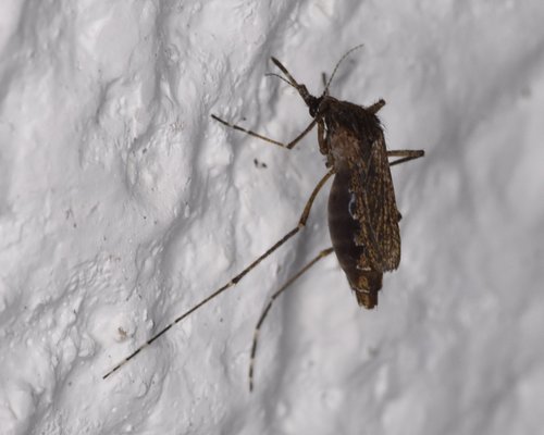 Mansonia dyari