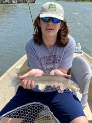 Catostomus catostomus