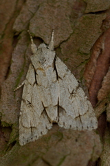 Acronicta psi