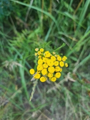 Tanacetum vulgare