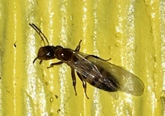 Colobopsis impressa