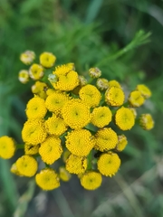Tanacetum vulgare