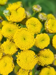Tanacetum vulgare