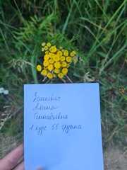Tanacetum vulgare