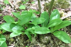 Clintonia umbellulata