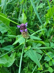 Prunella vulgaris